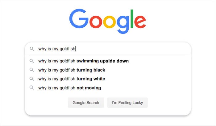 google search auto fill suggestions