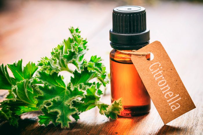 Plants-That-Repel-Mosquitoes-That-You-Need-in-Your-Backyard