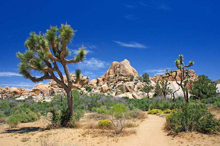 joshuatree