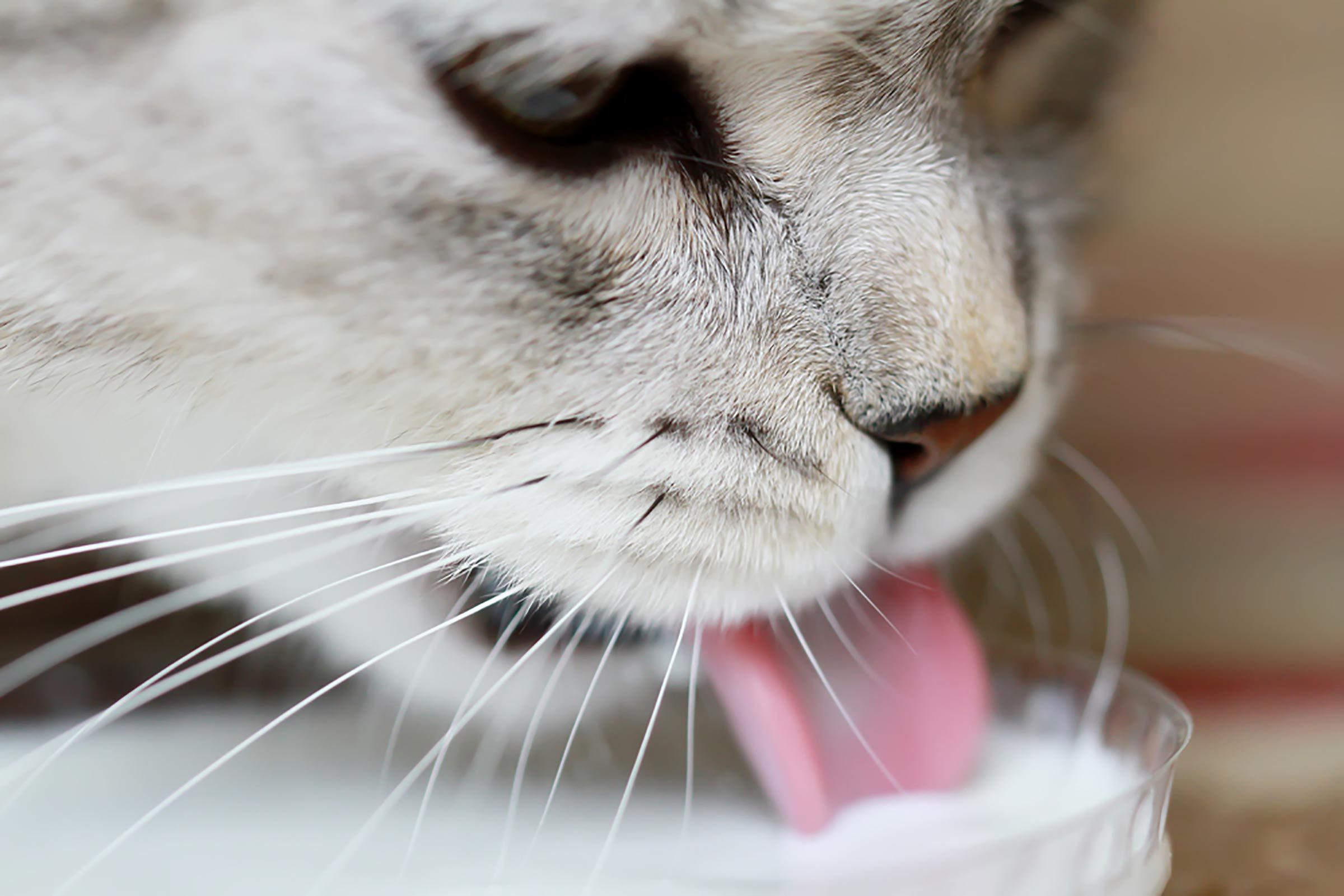 Can Cats Drink Milk?