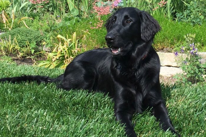 large dog sitting alert in the grass