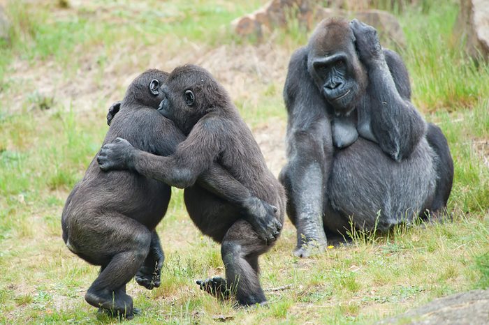 Gorillas