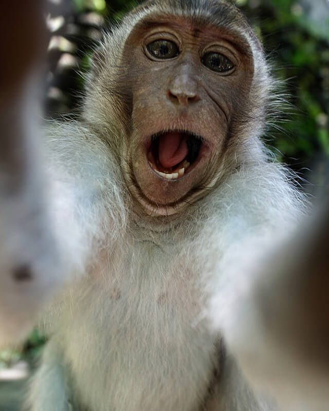 Monkey