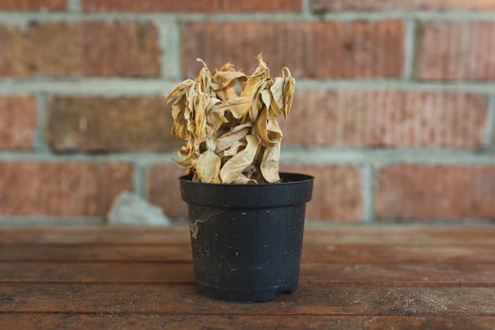 dead dry plant in pot