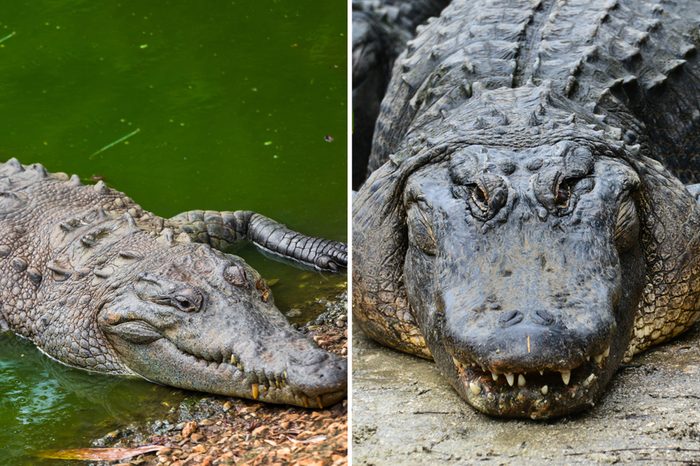 crocodile-vs-alligator