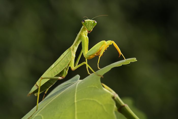 Mantis from family Sphondromantis (probably Spondromantis viridis) lurking on the green leaf