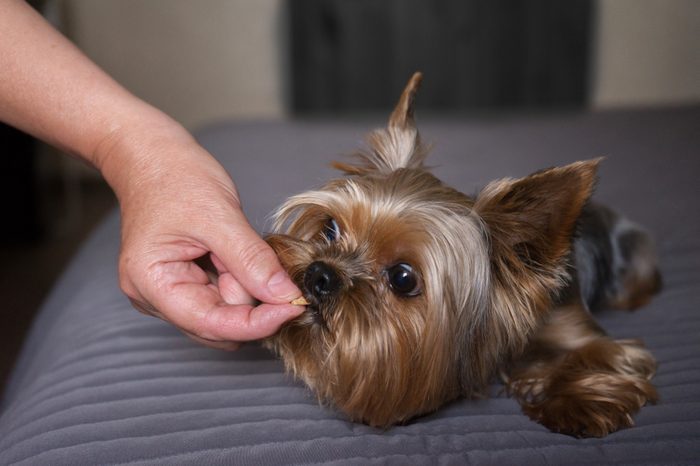 The dog eats a treat
