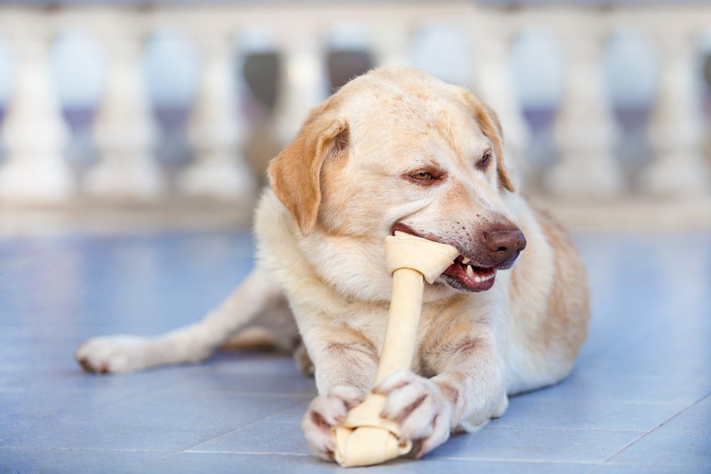 Is Rawhide Bad for Dogs?