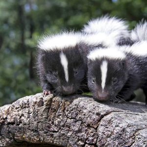 Two baby skunks stand atop a rough log in a lush forest setting.