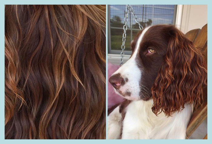 Dog Hair