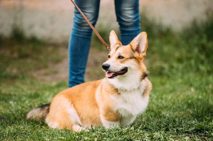 Red Pembroke Welsh Corgi Dog Sitting In Grass.