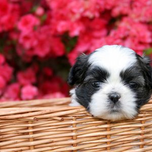 Puppy rests in a wicker basket surrounded by vibrant pink flowers.