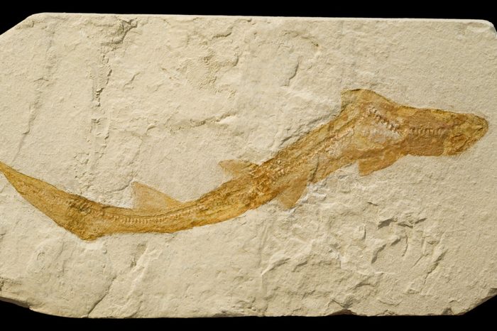 Fossil of a small shark, isolated on black.