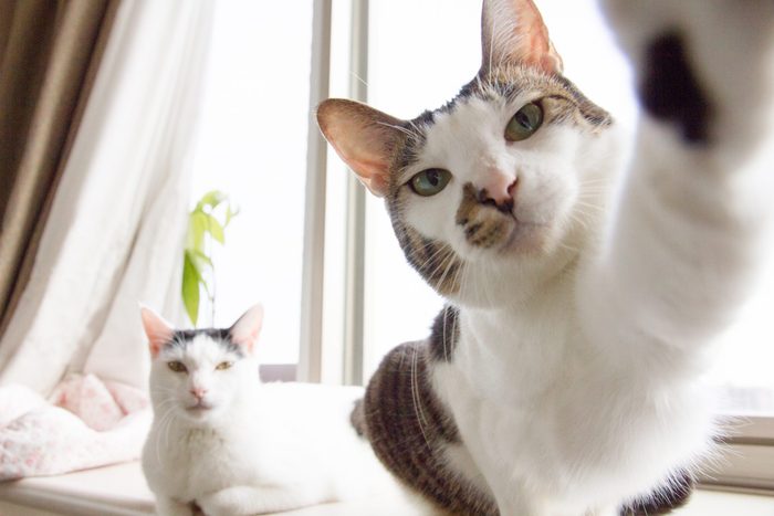 selfie cats