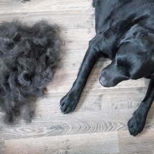 A black dog rests beside a pile of loose fur on a wooden floor.