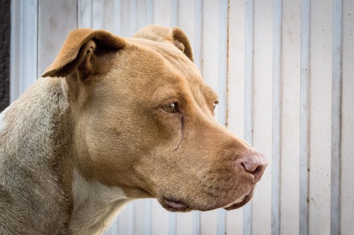 a female Pit Bull terrier