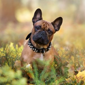 A brown French bulldog sits, looking curiously amidst fallen autumn leaves and grass in a forest setting.