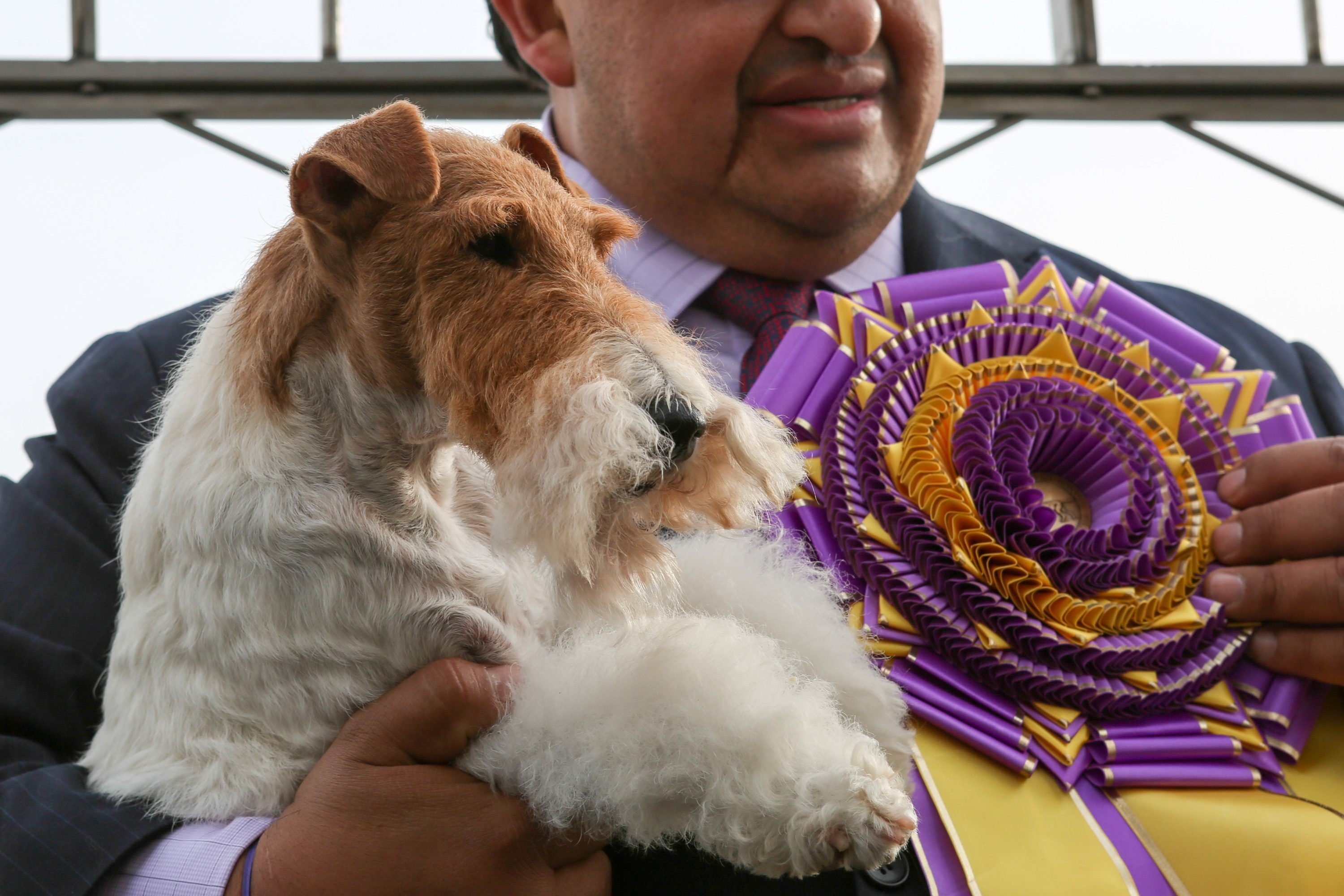 wire fox terrier