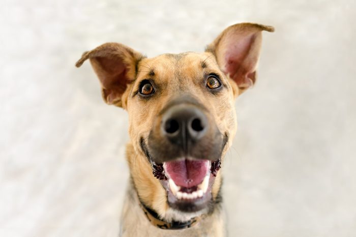 happy dog dos