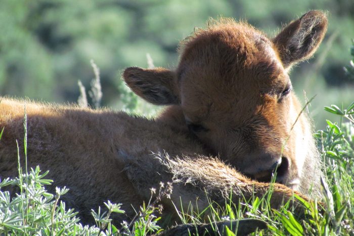 yellowstone baby bison spring