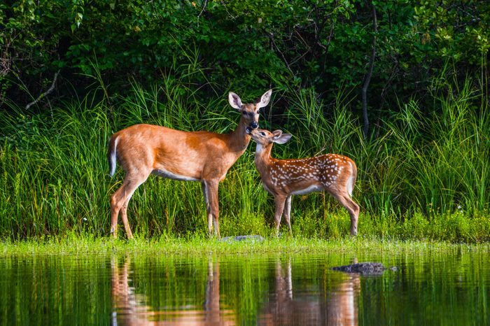 deer water tranquil spring
