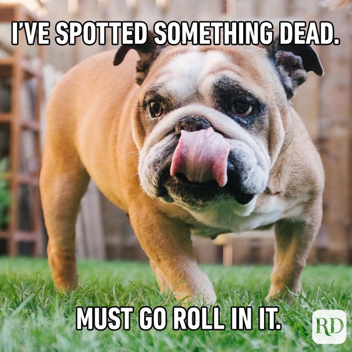 Dogmeme12