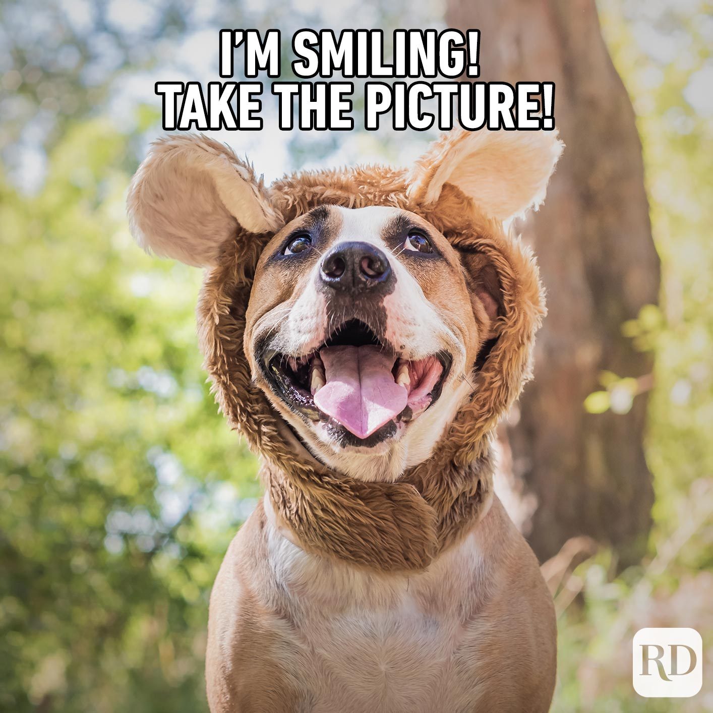 Dogmeme6