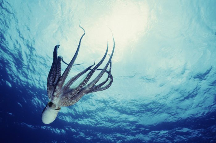 Octopus Dive