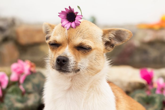 Dog in spring