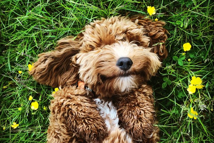 Happy dog