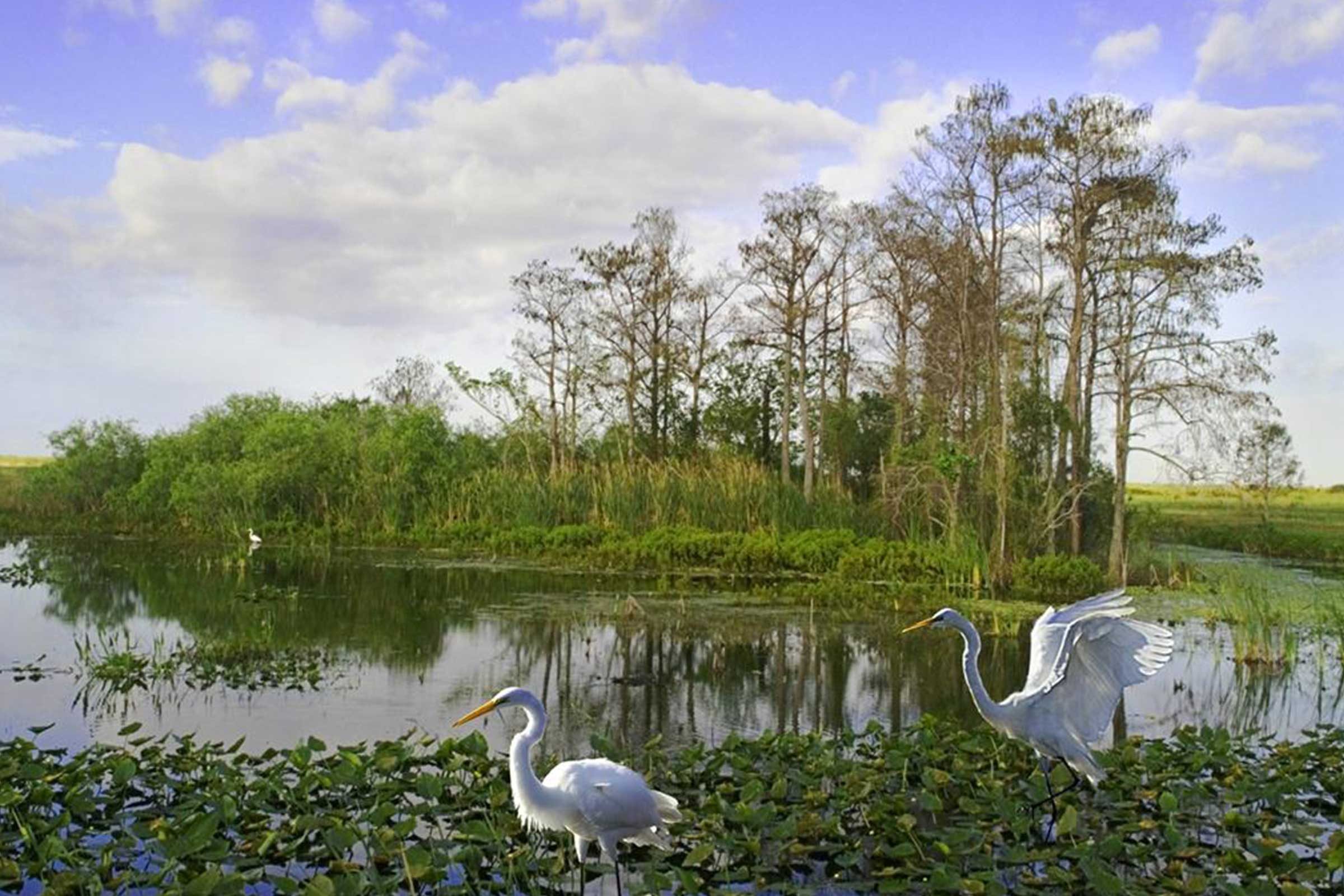 Cranes in swamp