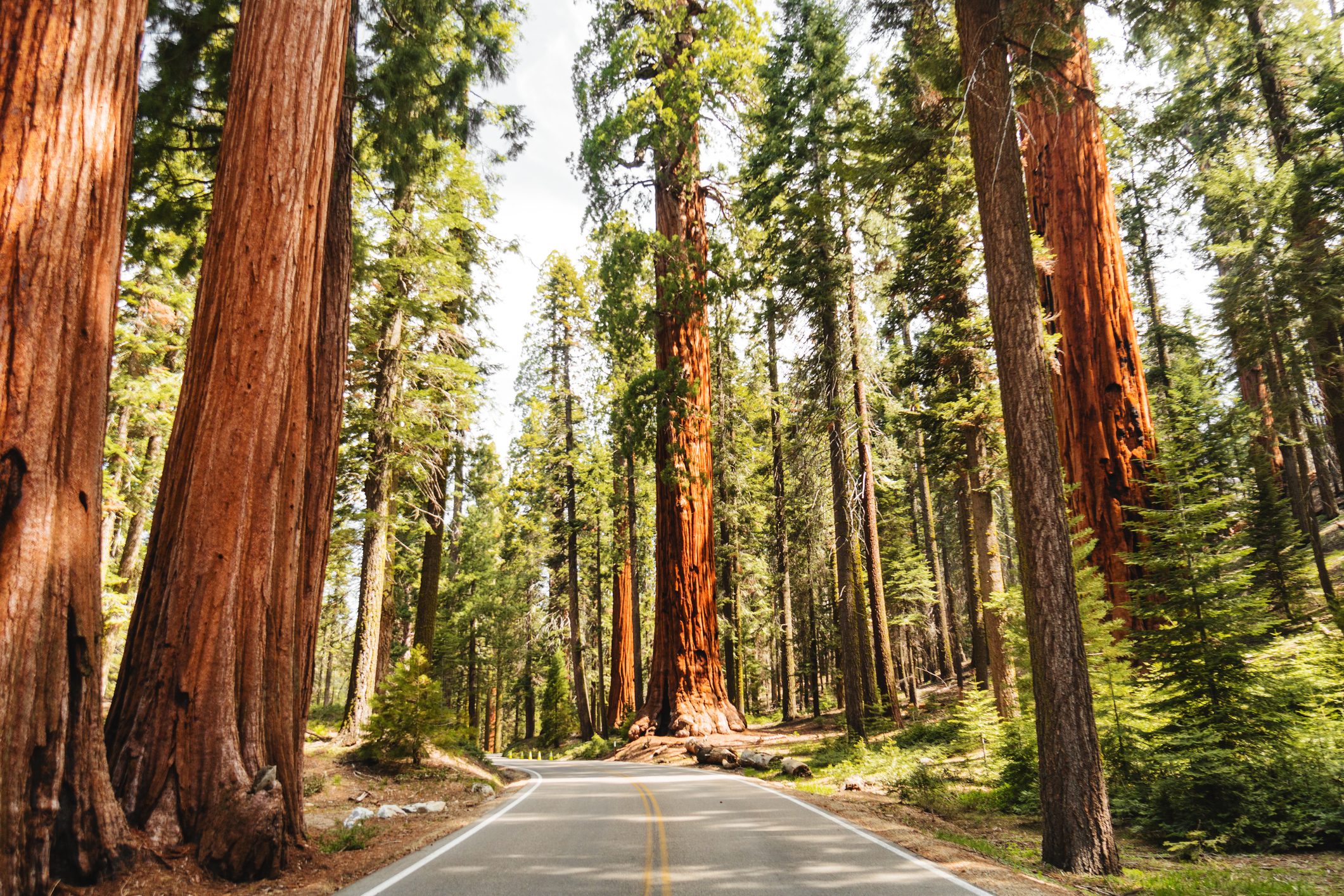 Giant sequoia tree