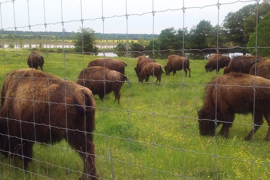 Bison in fence