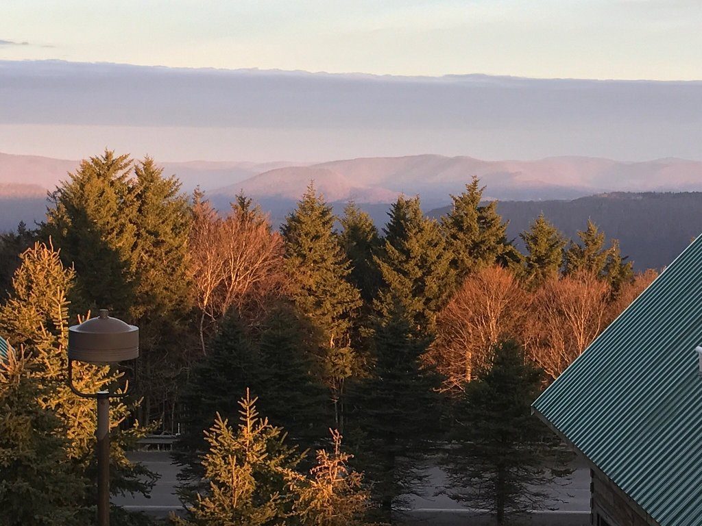 Woods in fall