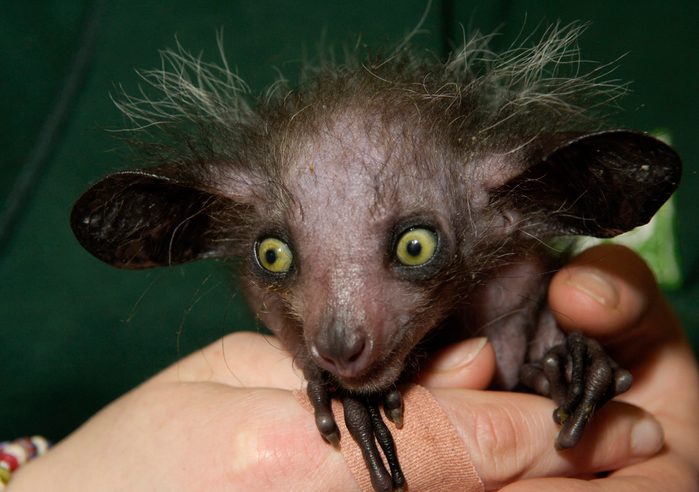 The First UK Captive Bred Aye Aye