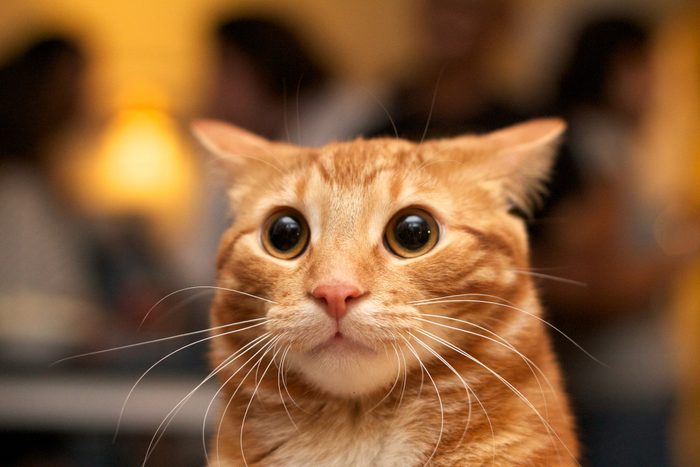 Surprised cat