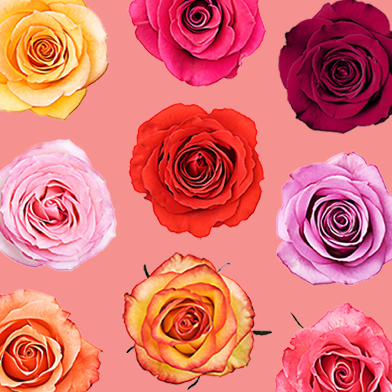 17 Rose Color Meanings to Help You Pick the Perfect Bloom Every Time