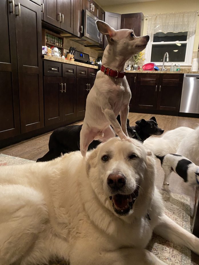 dog friends
