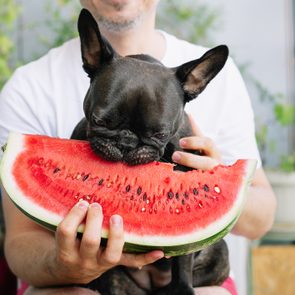 A black dog is eating a slice of watermelon held by a person in a white shirt, outdoors with plants in the background.