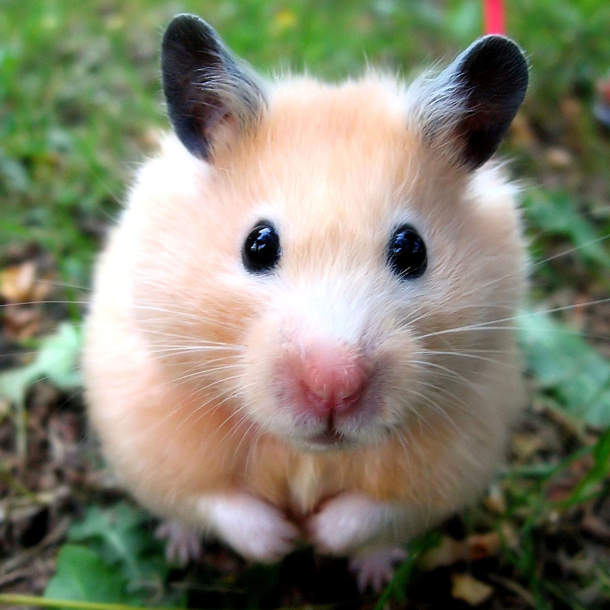 Syrian hamster outdoors