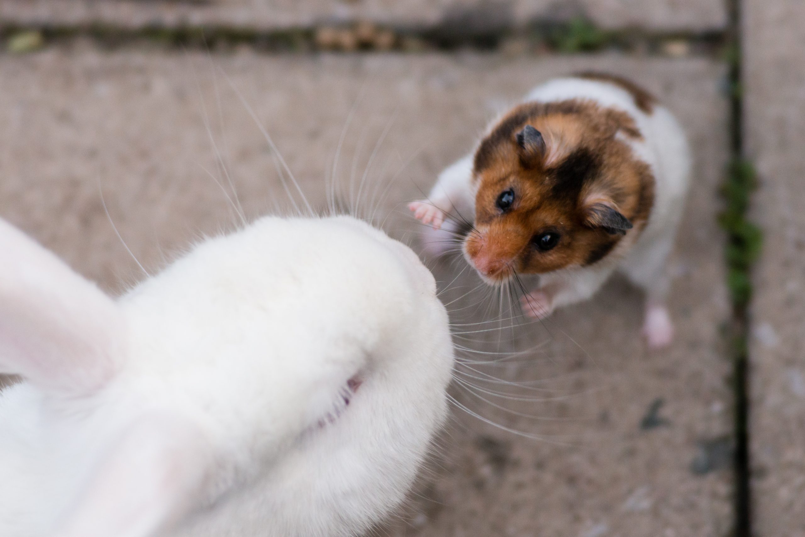 Furry Friends