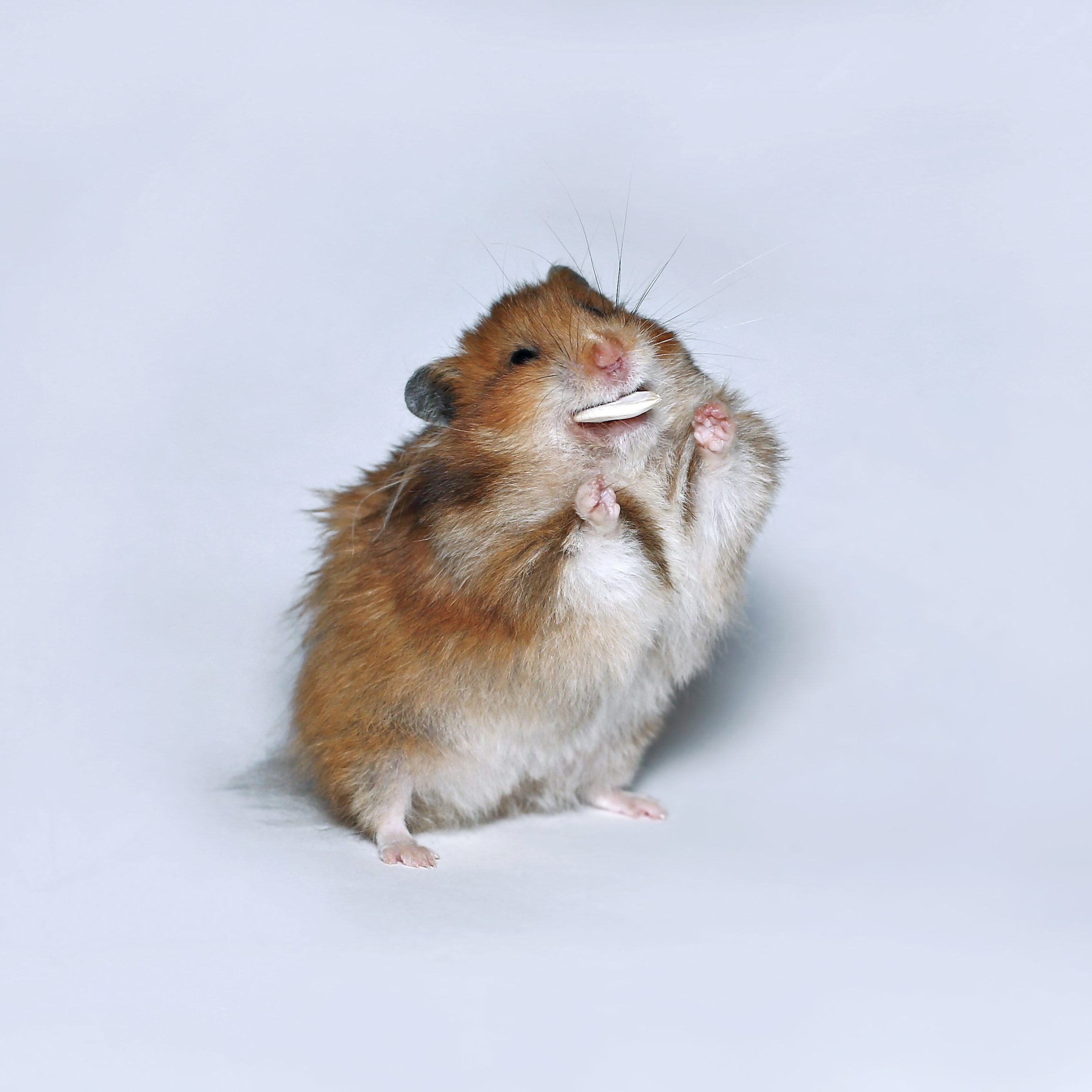 Happy brown hamster with pumpkin seed