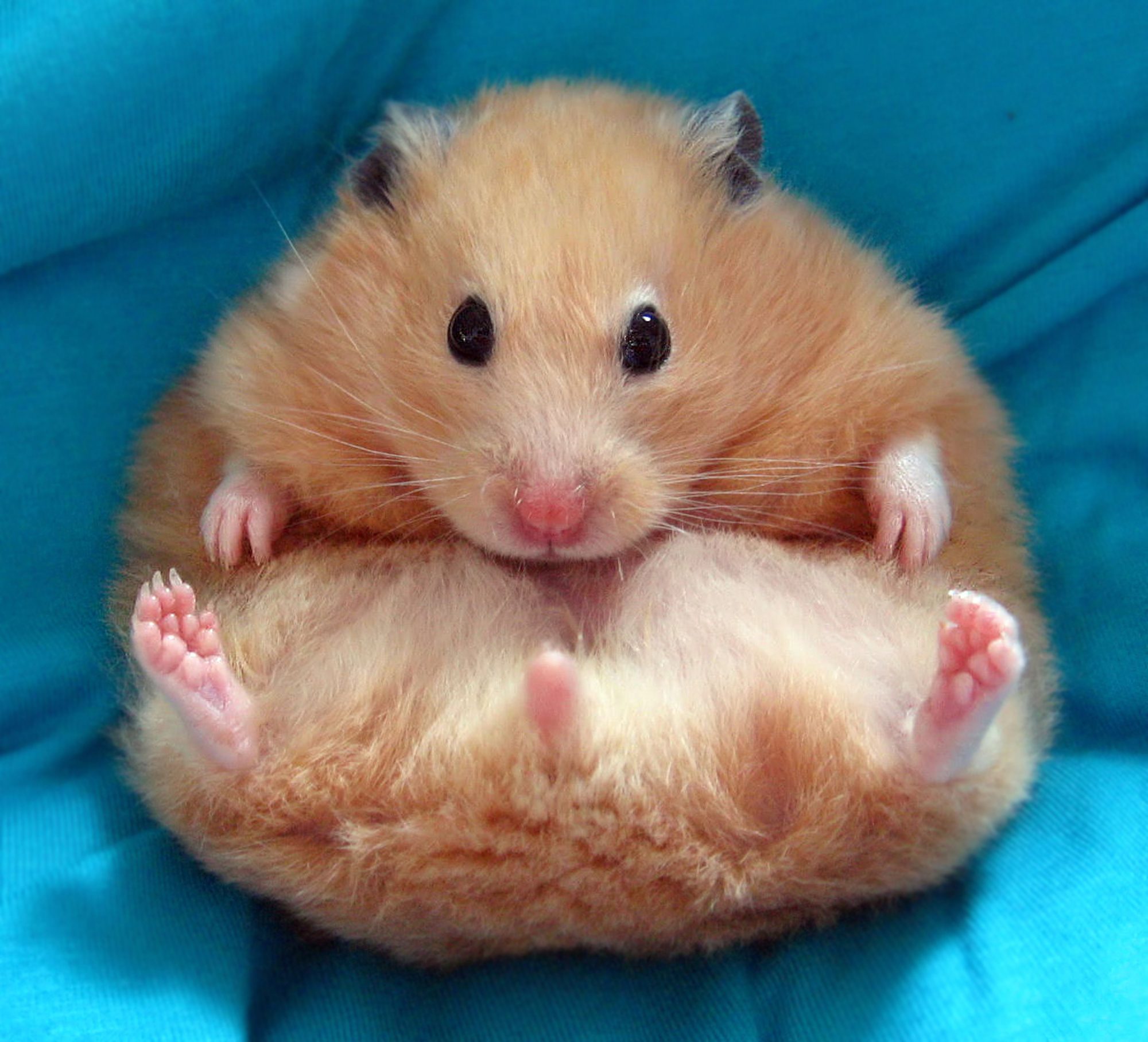 Egg shaped syrian hamster