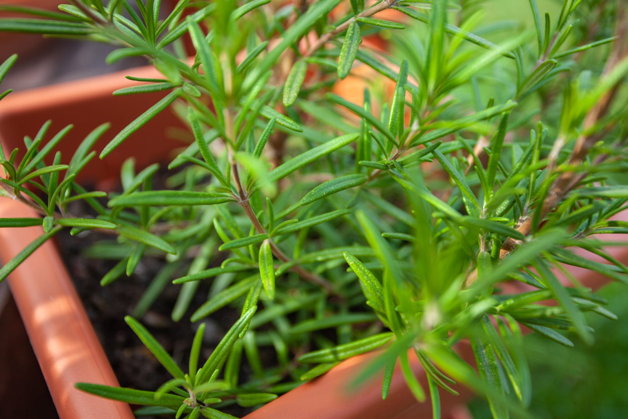 Young rosemary plant