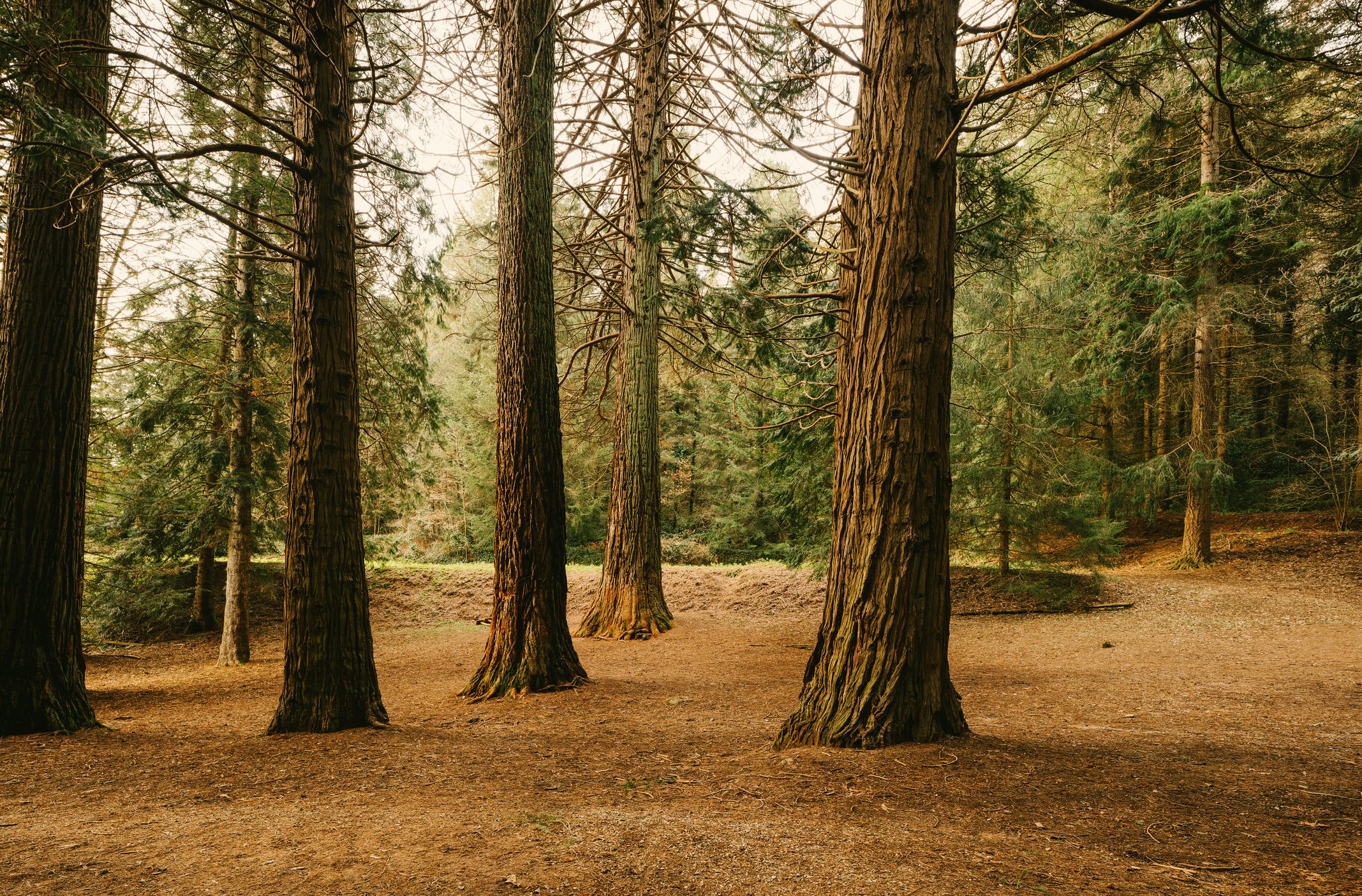 Redwood Forest