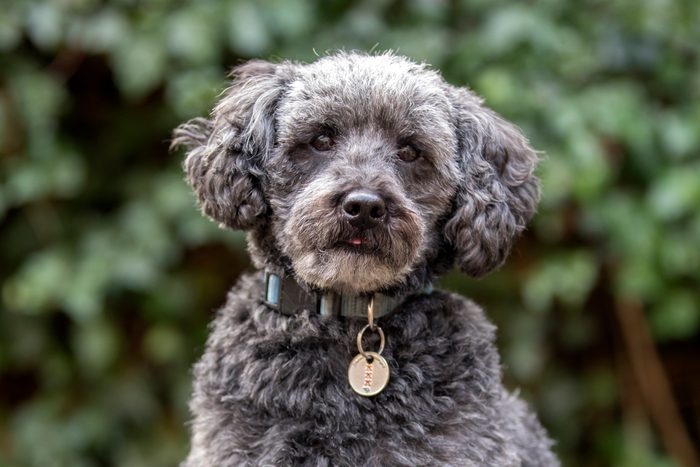 Grey schnoodle, Poodle and Schnauzer mix, in autumn park