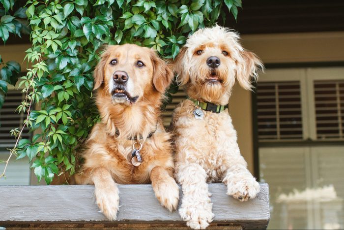 Goldendoodle and Golden Retriever sitting watch in front of their house.