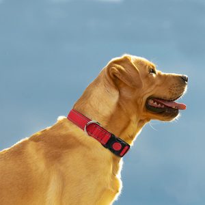 Dog wears a red collar, panting happily against a clear blue background.