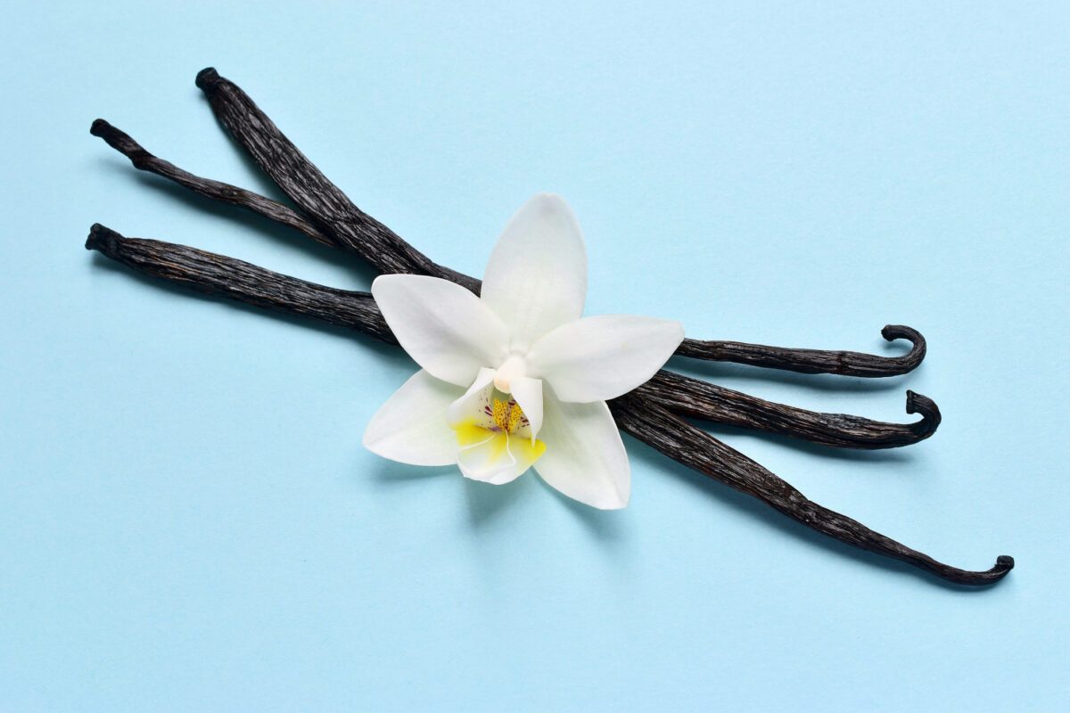 Where Does Real Vanilla Flavoring Come From?