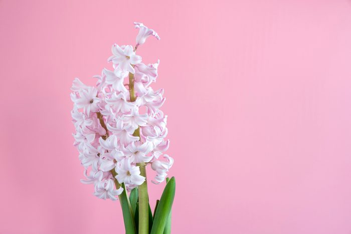 Pink Hyacinth flowers